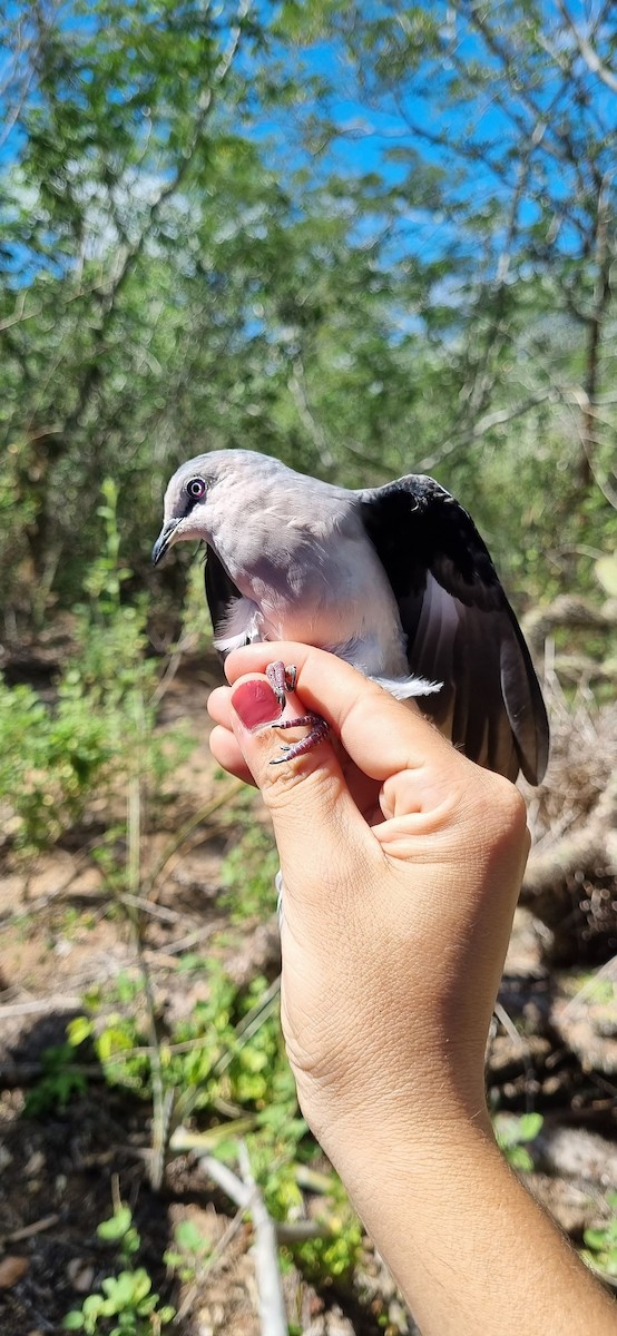 Colombe picui - ML645705150