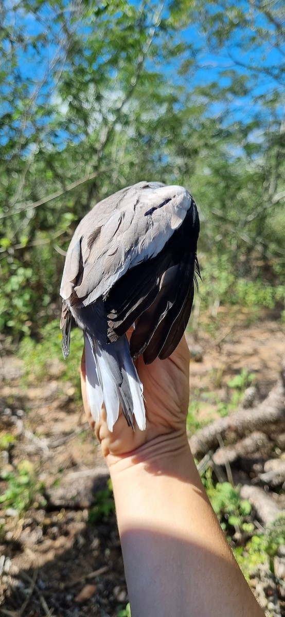 Colombe picui - ML645705151