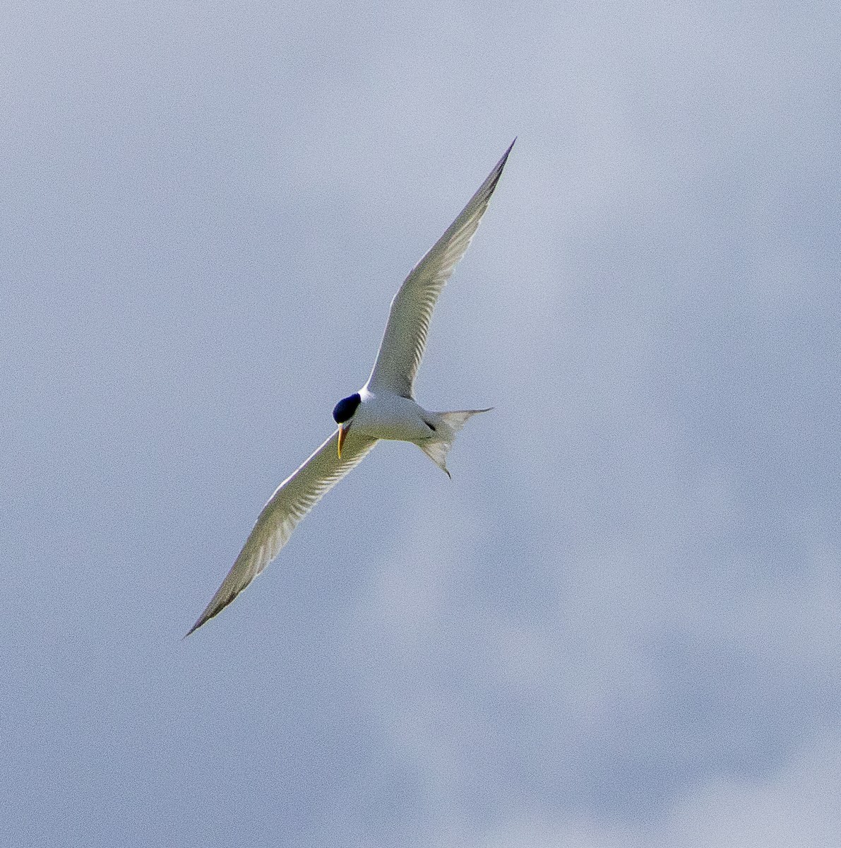 Sterne huppée - ML645705152