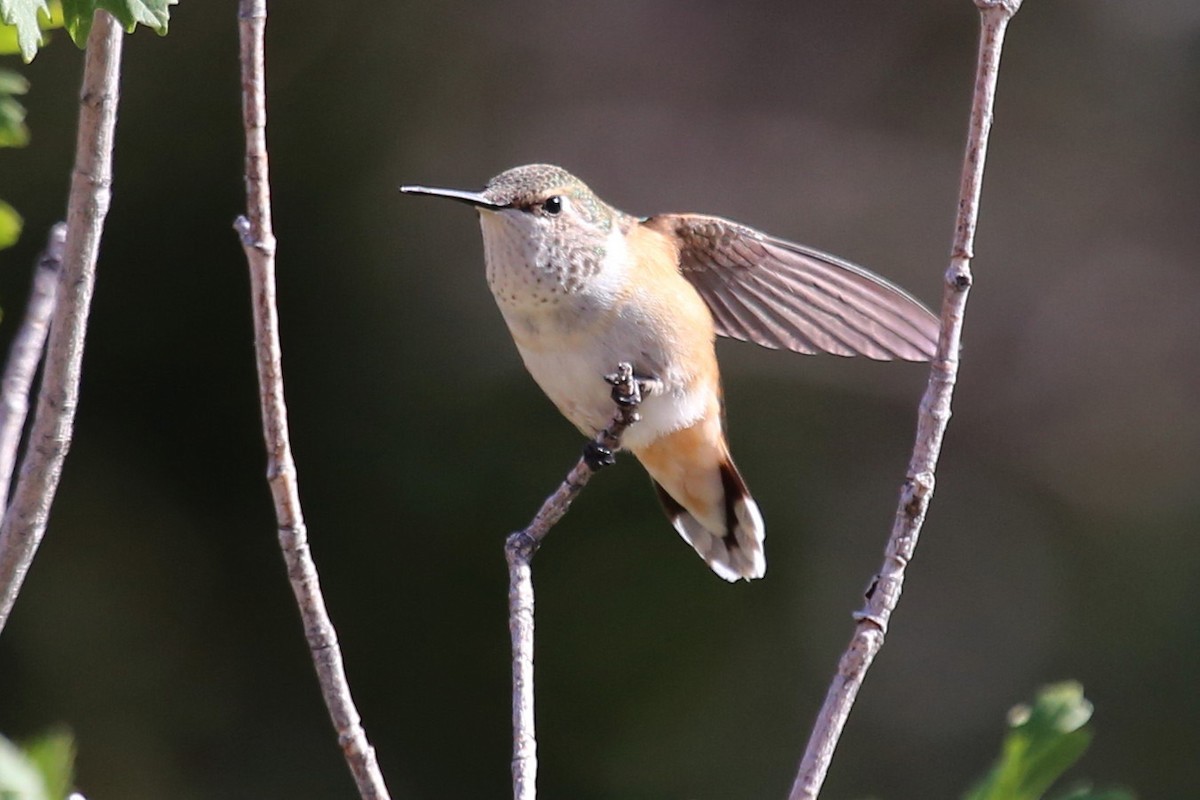 Colibri à queue large - ML645705153