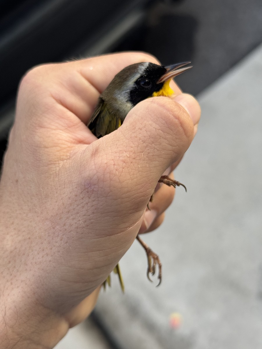 Paruline masquée - ML645705154