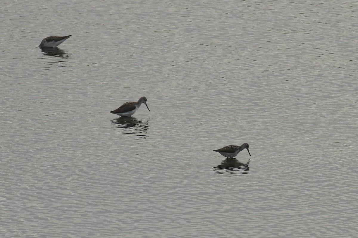 Chevalier aboyeur - ML645705156