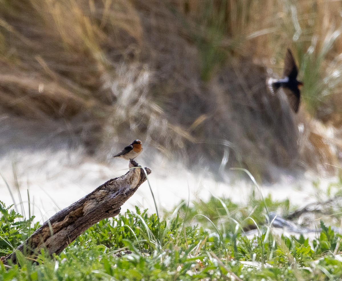Hirondelle messagère - ML645705158