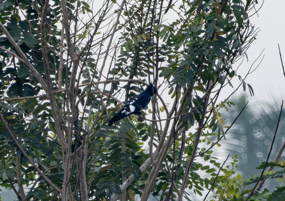 Baza huppard - ML645705159