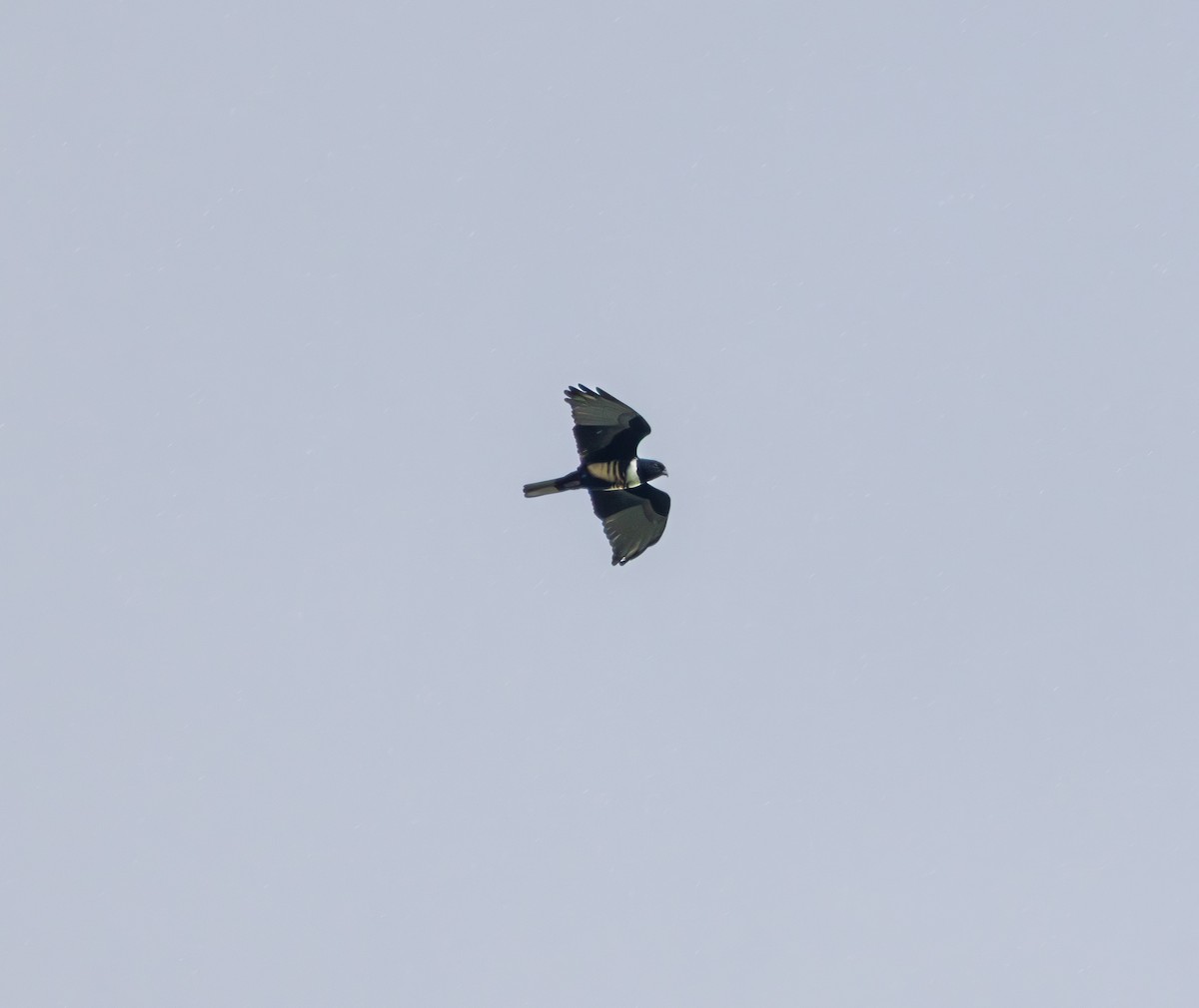 Baza huppard - ML645705160