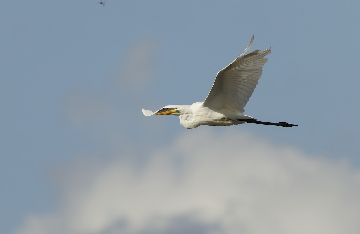 Grande Aigrette - ML645705162