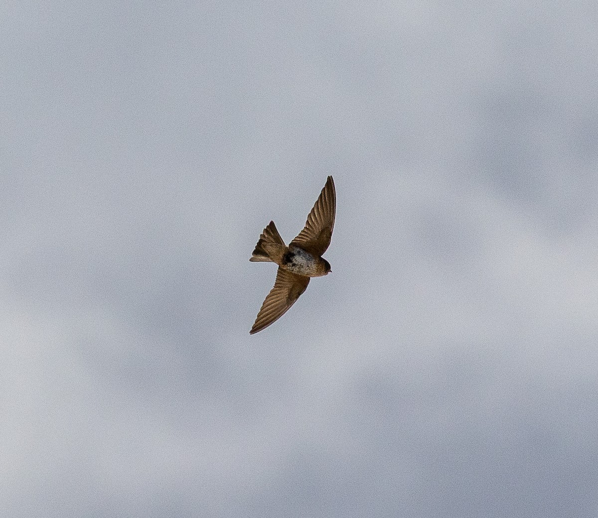 Hirondelle des arbres - ML645705163