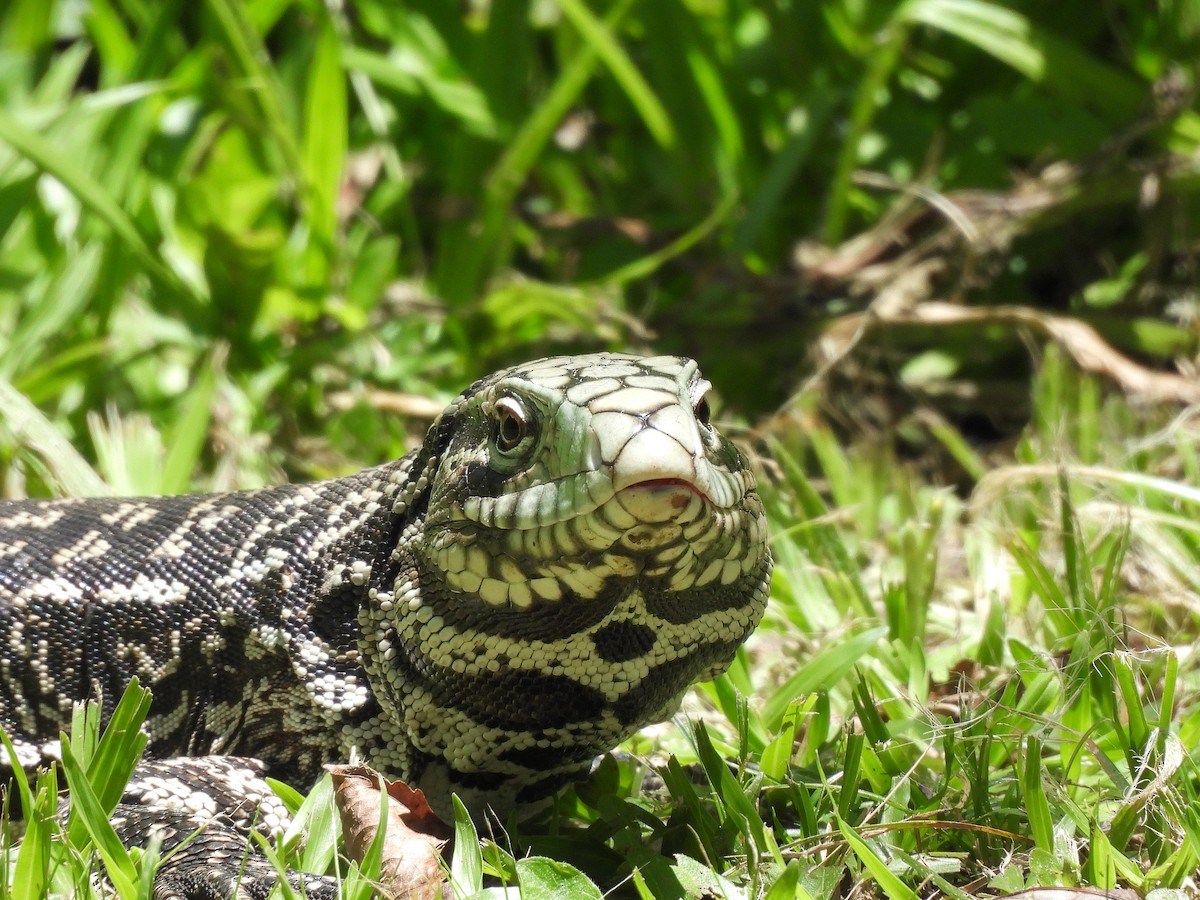 Argentine Black-and-white Tegu - ML645705164