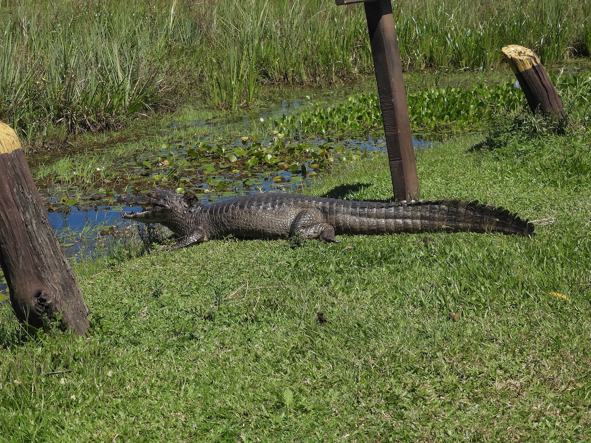 Broad-snouted Caiman - ML645705165
