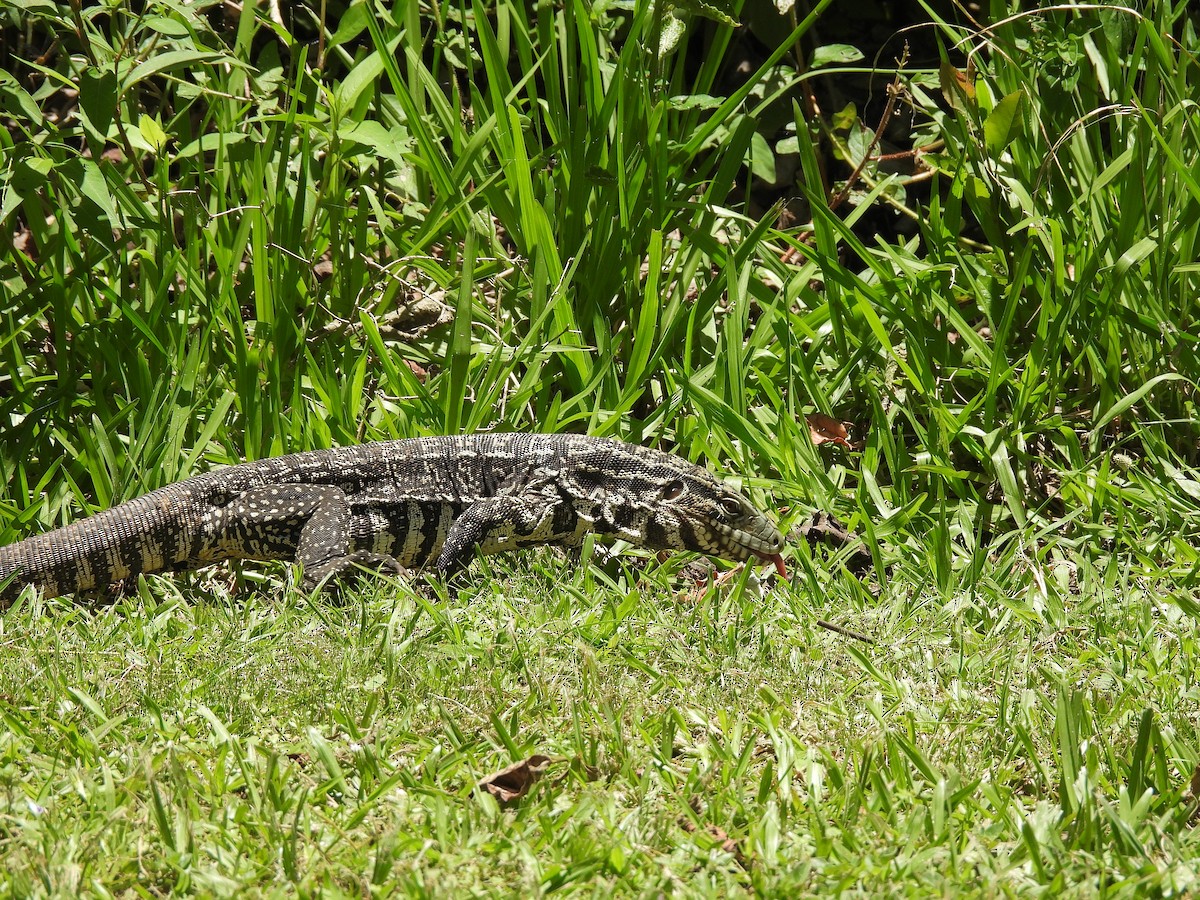 Argentine Black-and-white Tegu - ML645705166