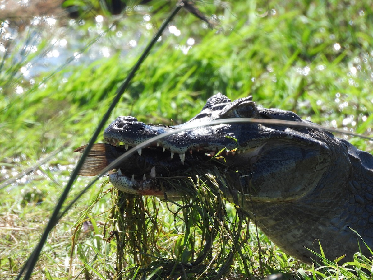 Broad-snouted Caiman - ML645705167