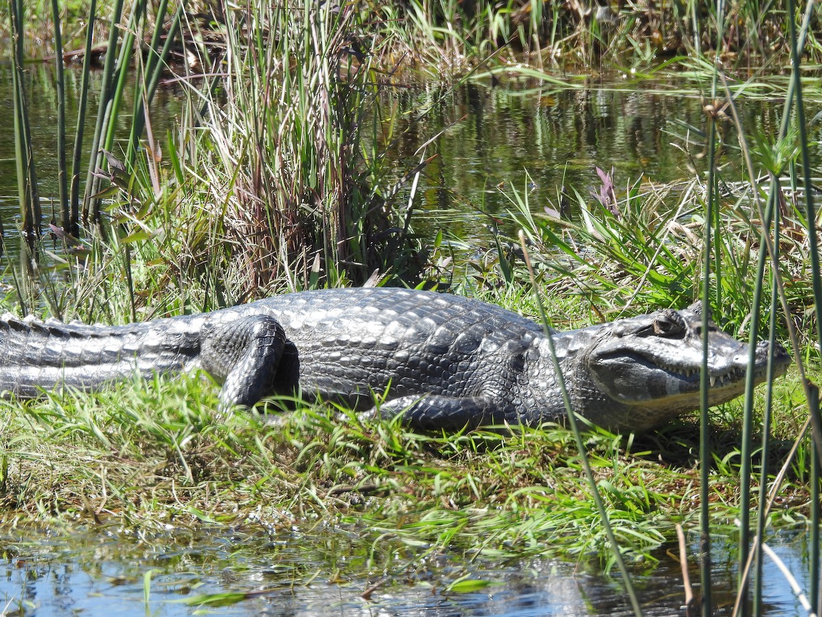 Broad-snouted Caiman - ML645705168