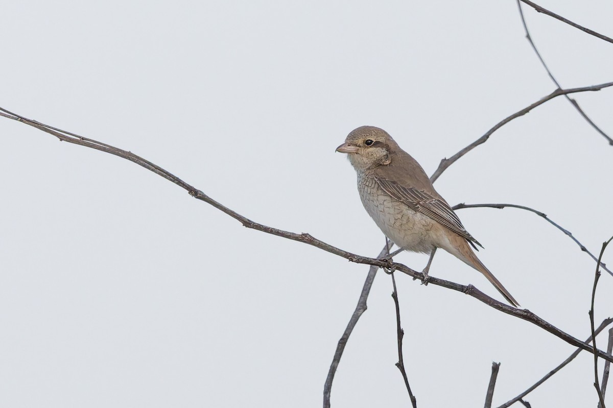 Isabellwürger - ML645705169