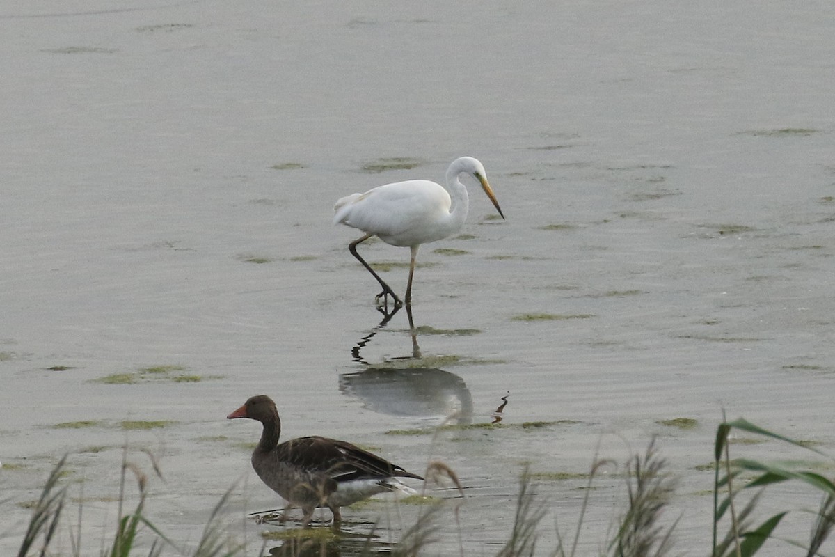 Grande Aigrette - ML645705170