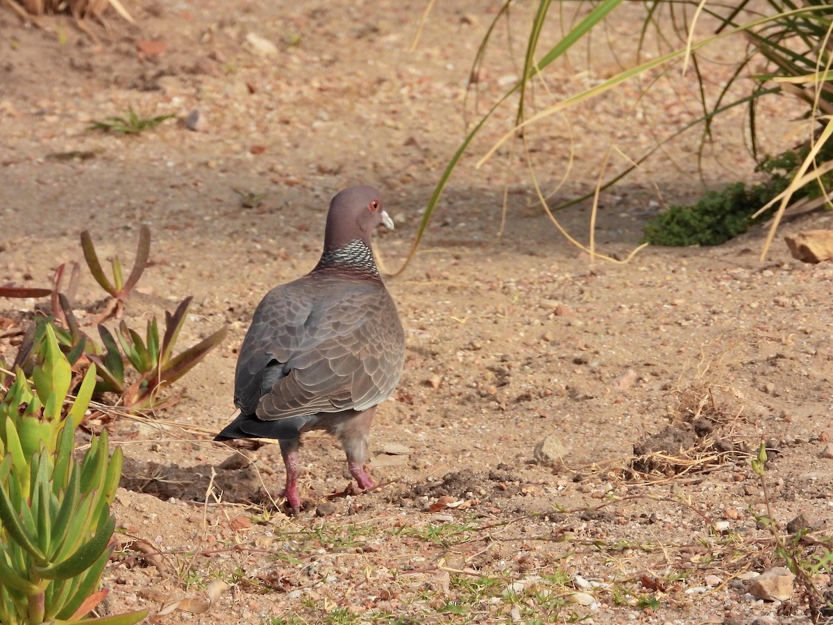 Pigeon picazuro - ML645705171