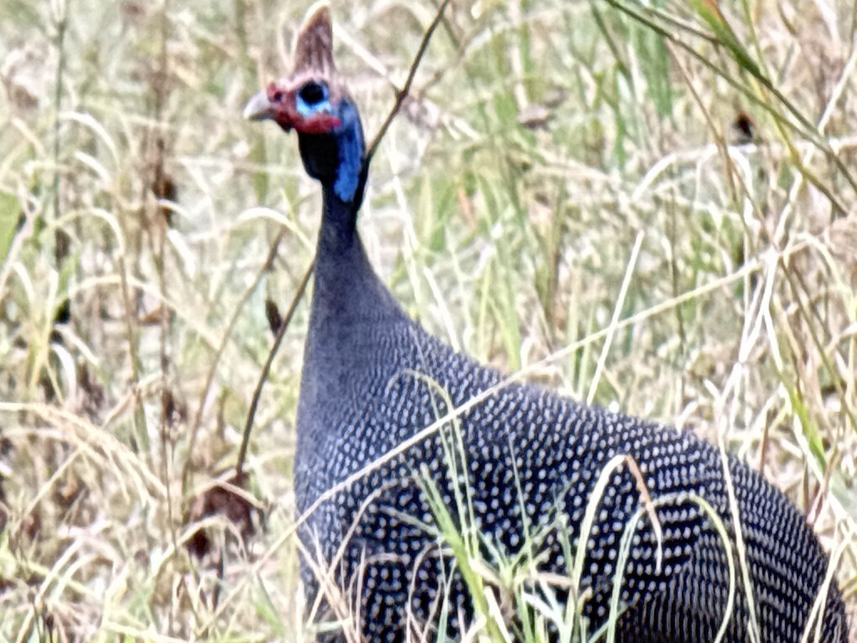 Pintade de Numidie - ML645705172