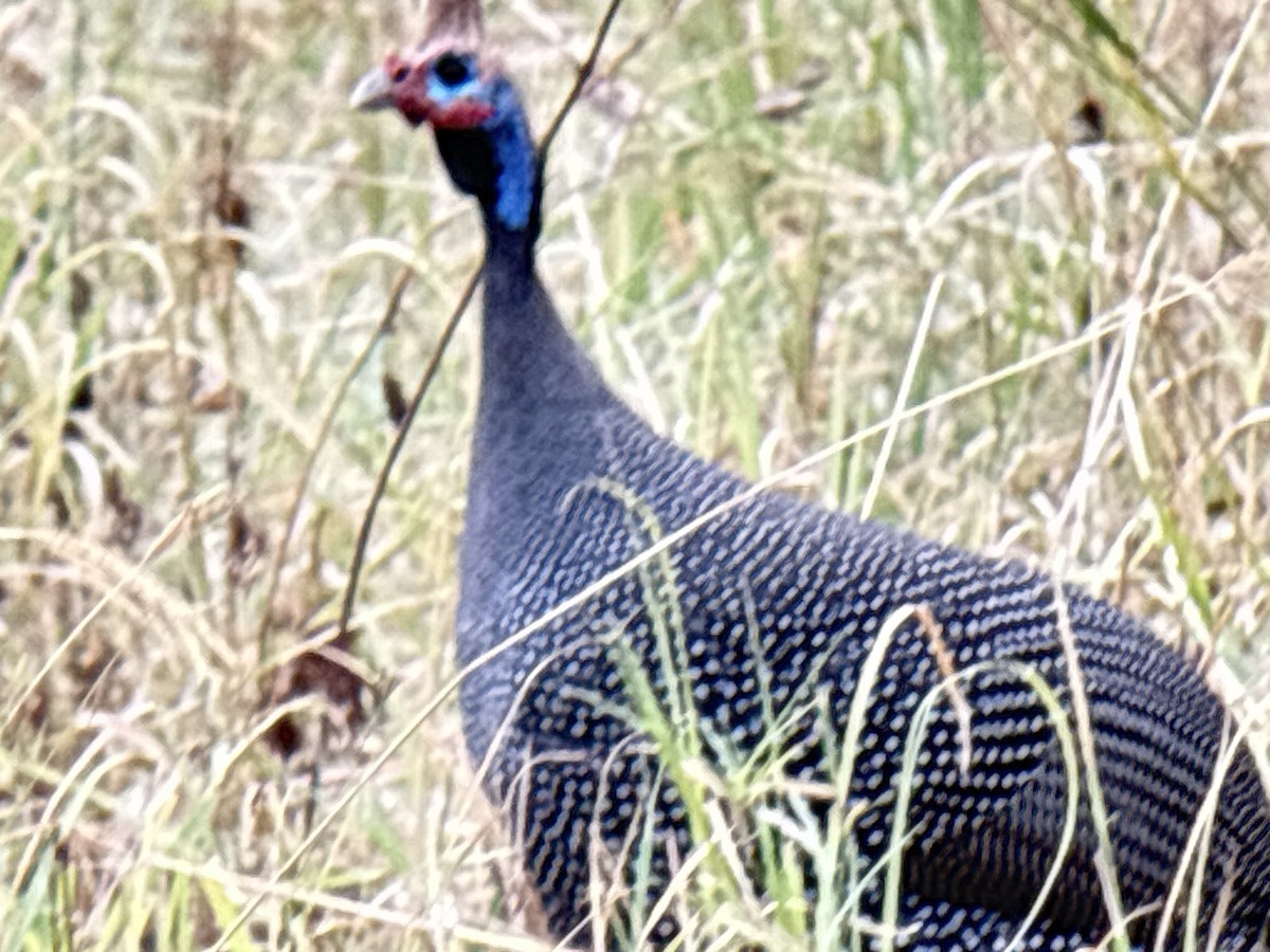 Pintade de Numidie - ML645705173