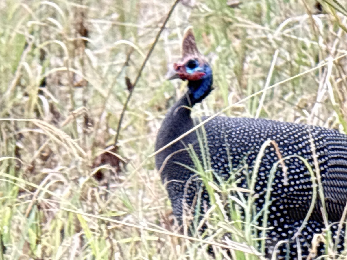 Pintade de Numidie - ML645705174