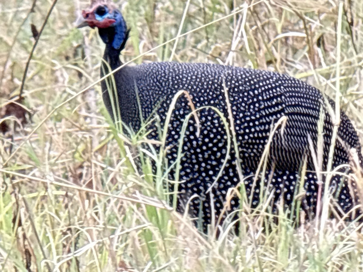 Pintade de Numidie - ML645705175