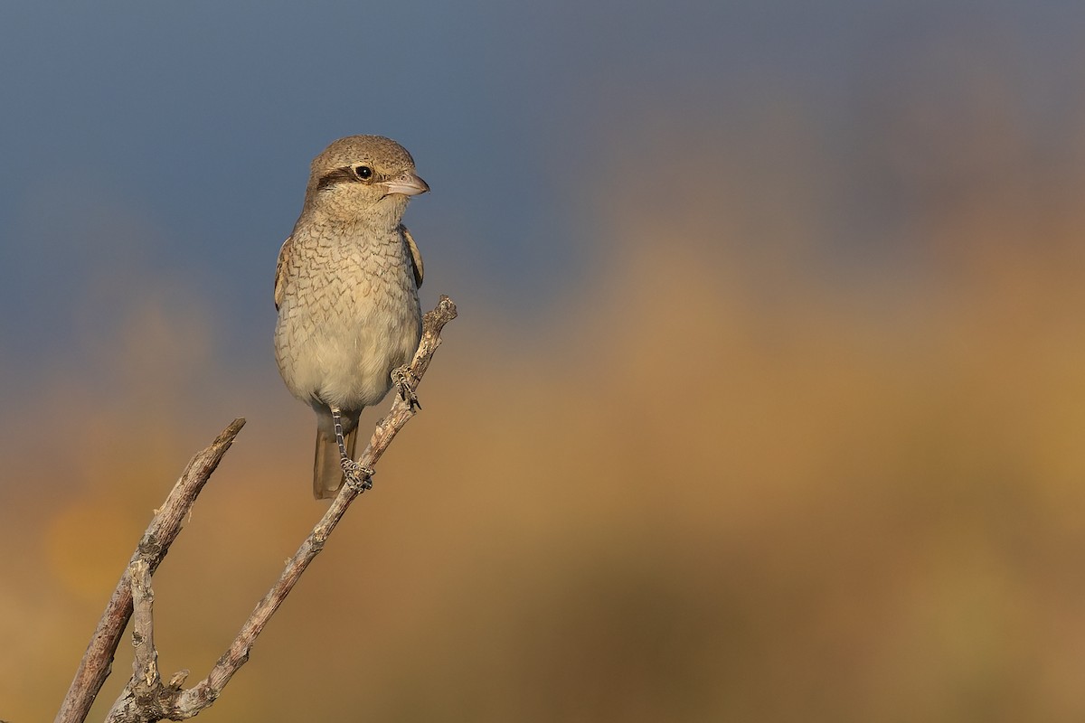 Isabellwürger - ML645705176