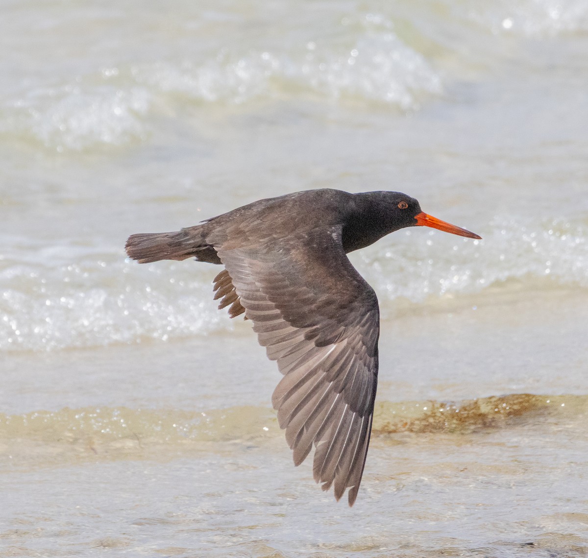 Huîtrier fuligineux - ML645705177