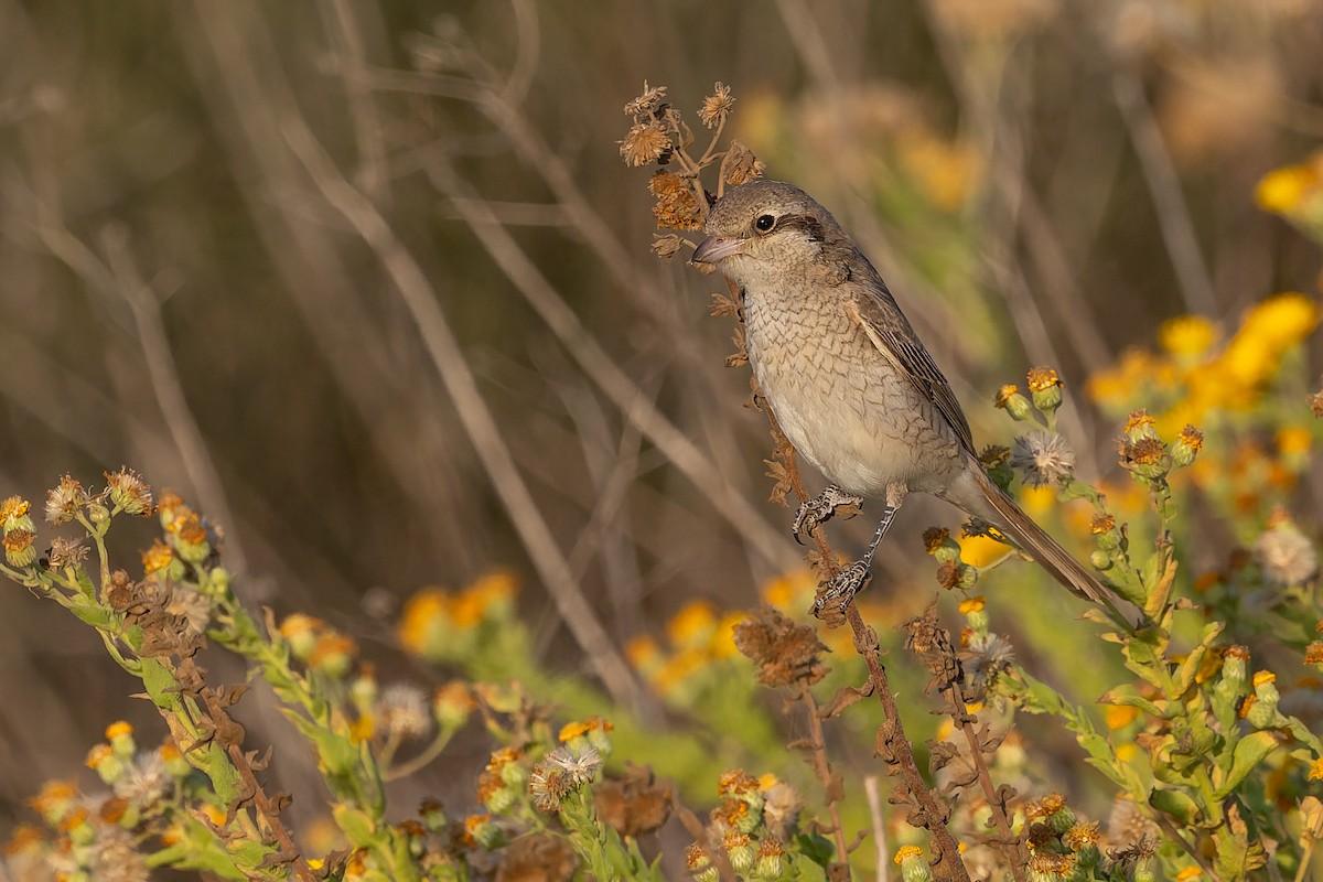 Isabellwürger - ML645705178