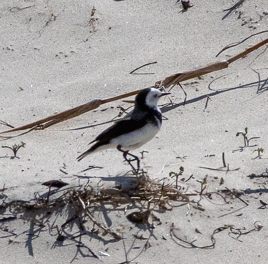 White-fronted Chat - ML645705190
