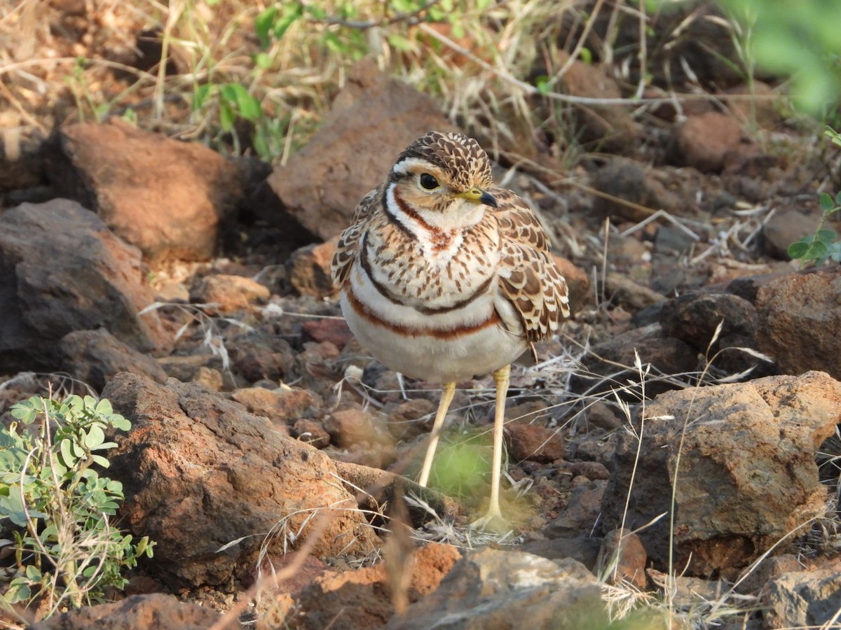 Courvite à triple collier - ML645705193