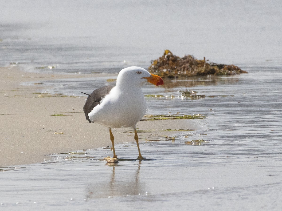 Pacific Gull - ML645705196