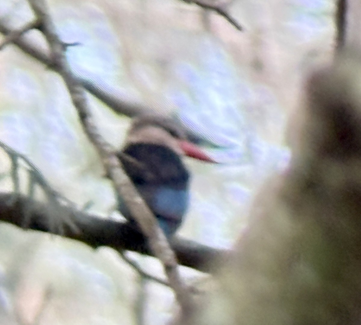 Martin-chasseur à tête grise - ML645705202