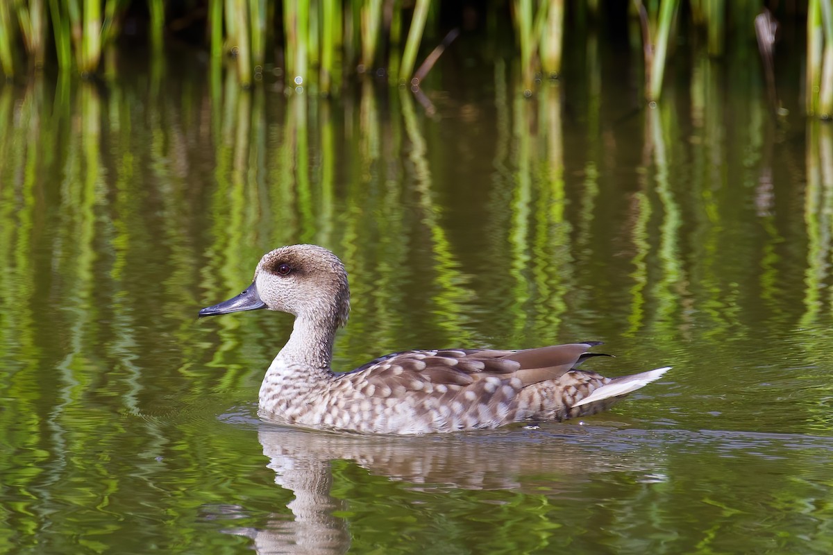 Marbled Duck - ML645705210