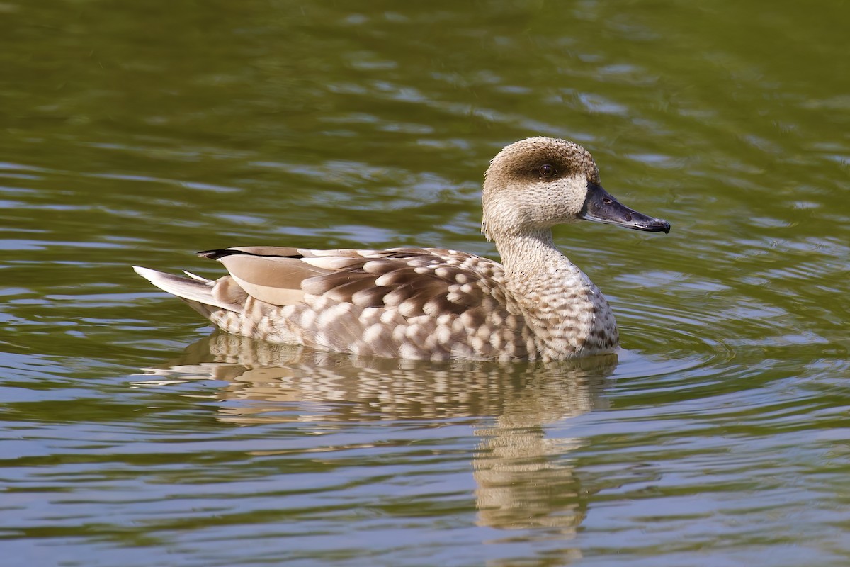 Marbled Duck - ML645705211