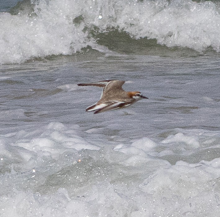 Red-capped Plover - ML645705216