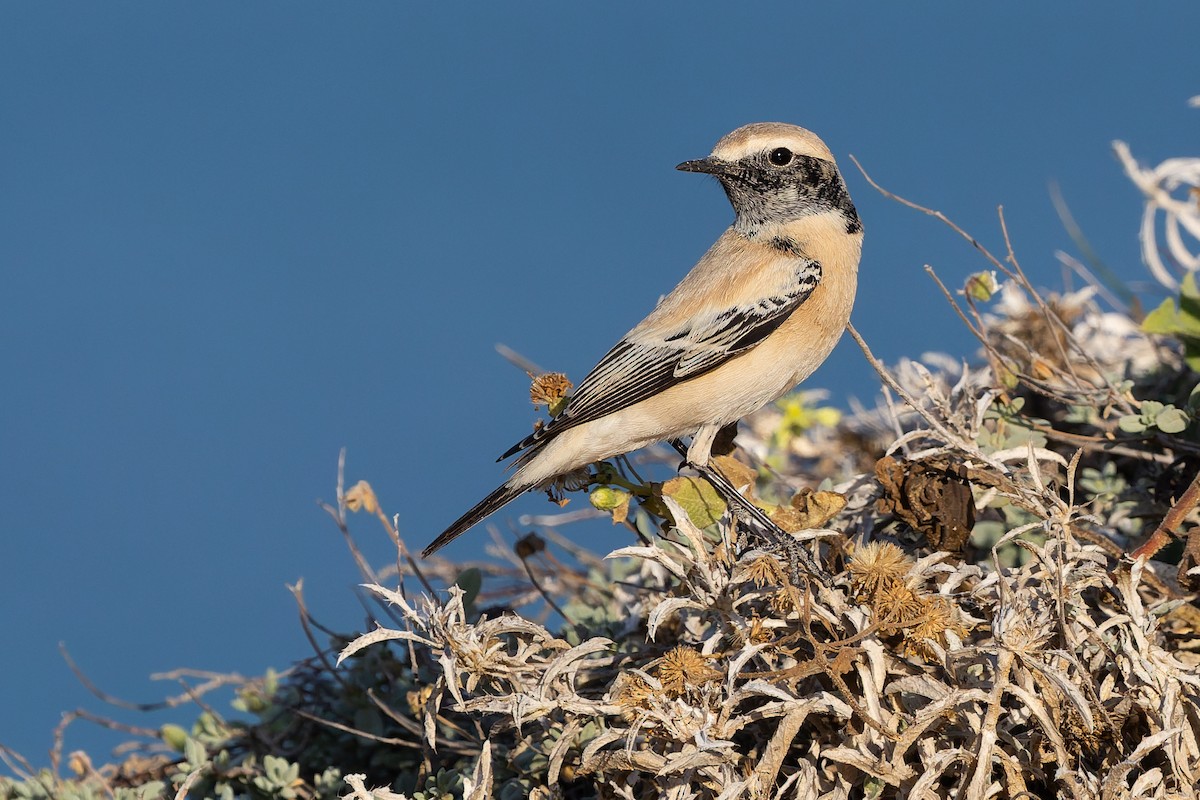 サバクヒタキ - ML645705221