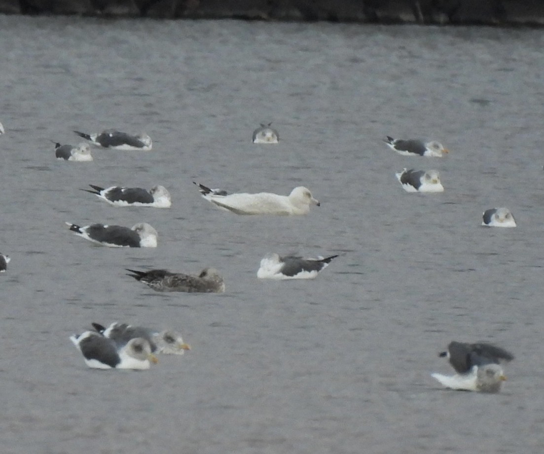 Glaucous Gull - ML645705226