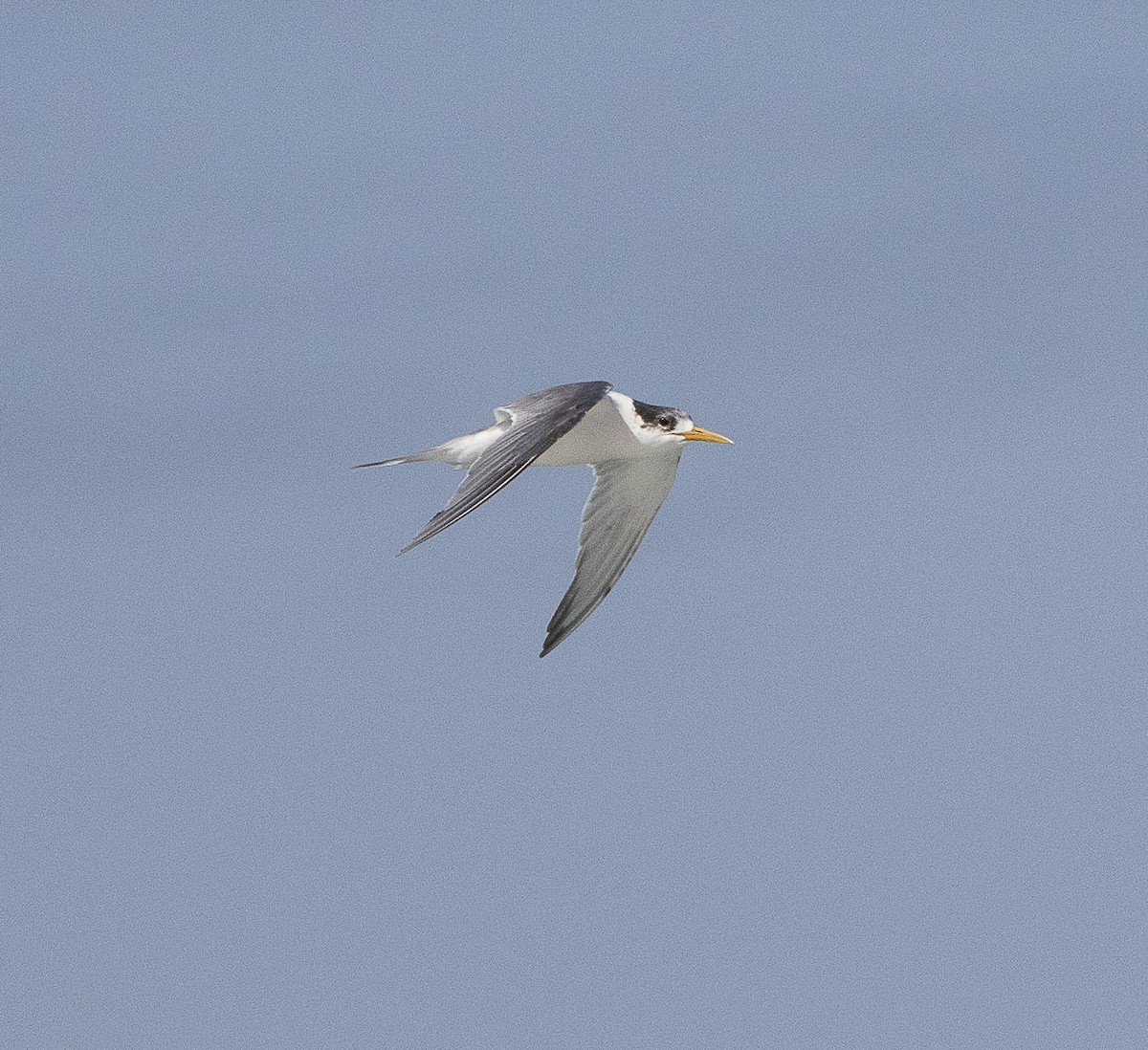 Great Crested Tern - ML645705254