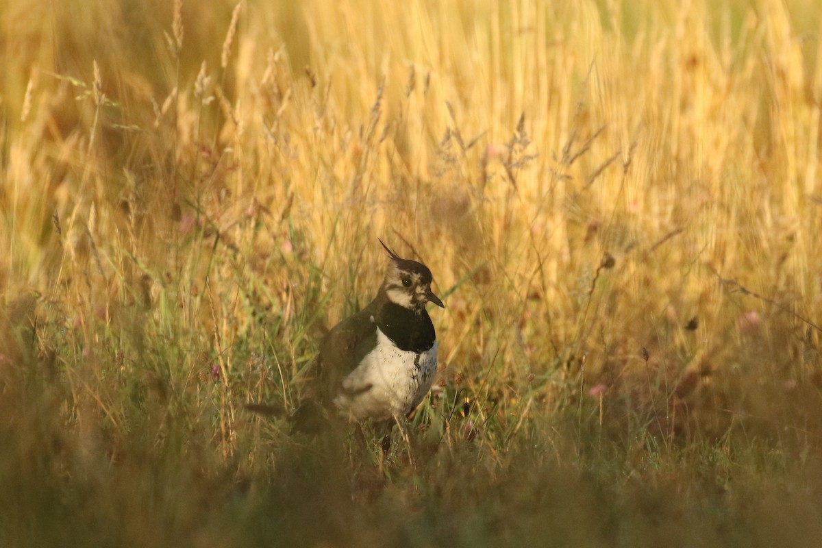 Northern Lapwing - ML645705256