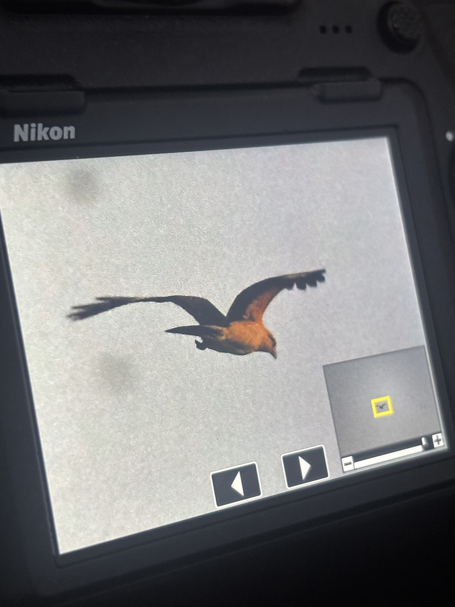 Yellow-headed Caracara - ML645705269