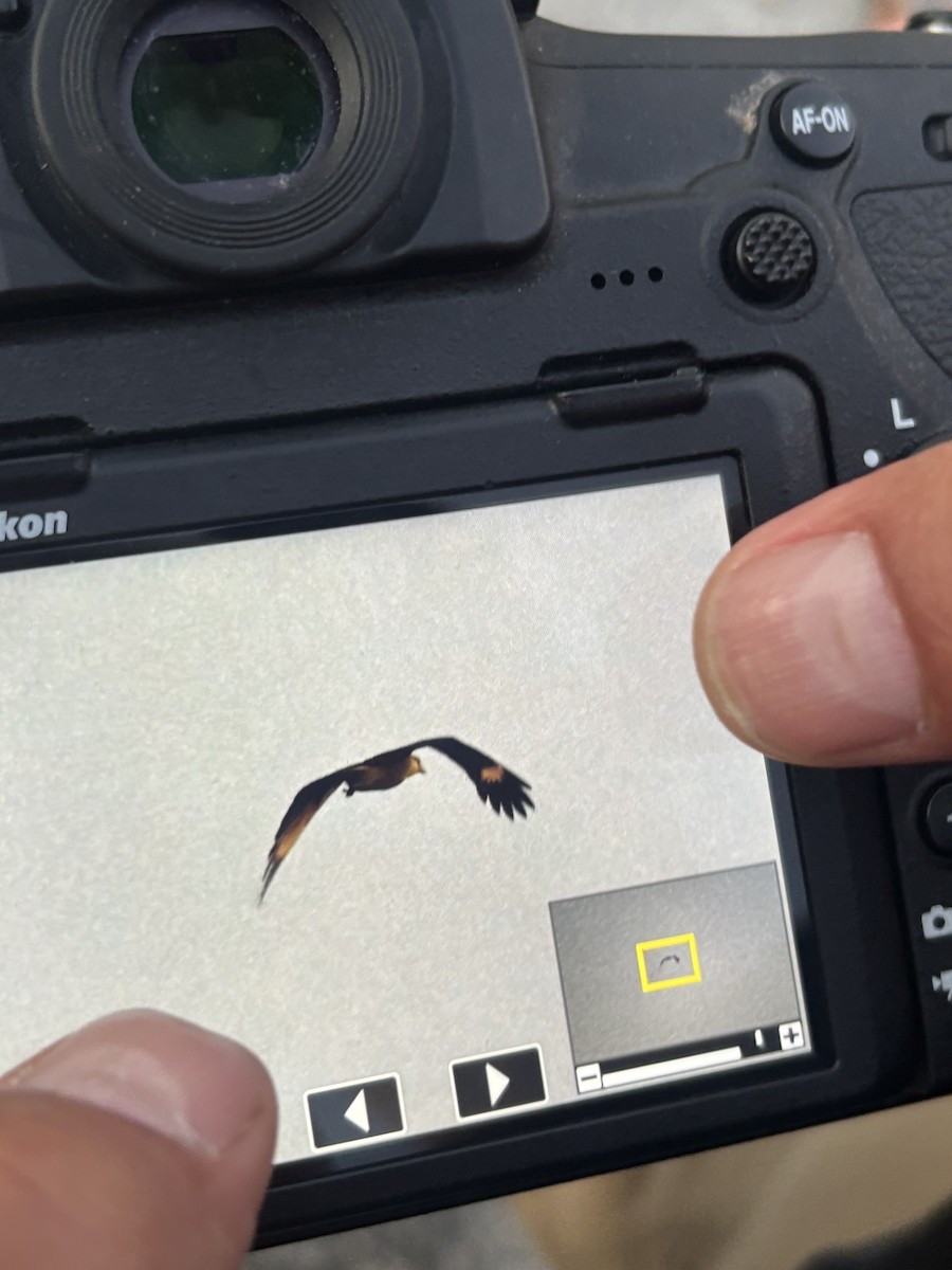 Yellow-headed Caracara - ML645705270