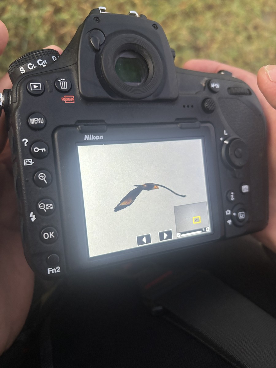 Yellow-headed Caracara - ML645705271