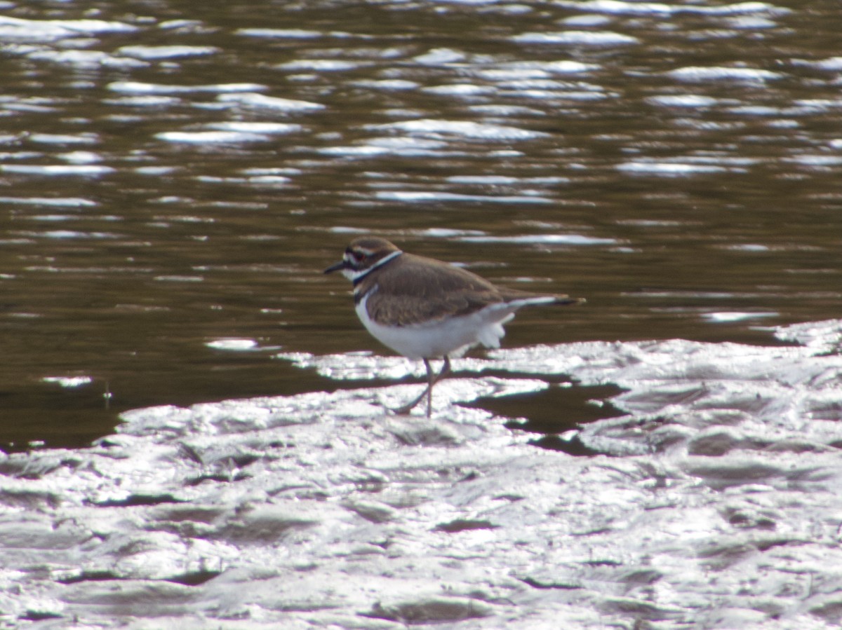 Killdeer - ML645705273