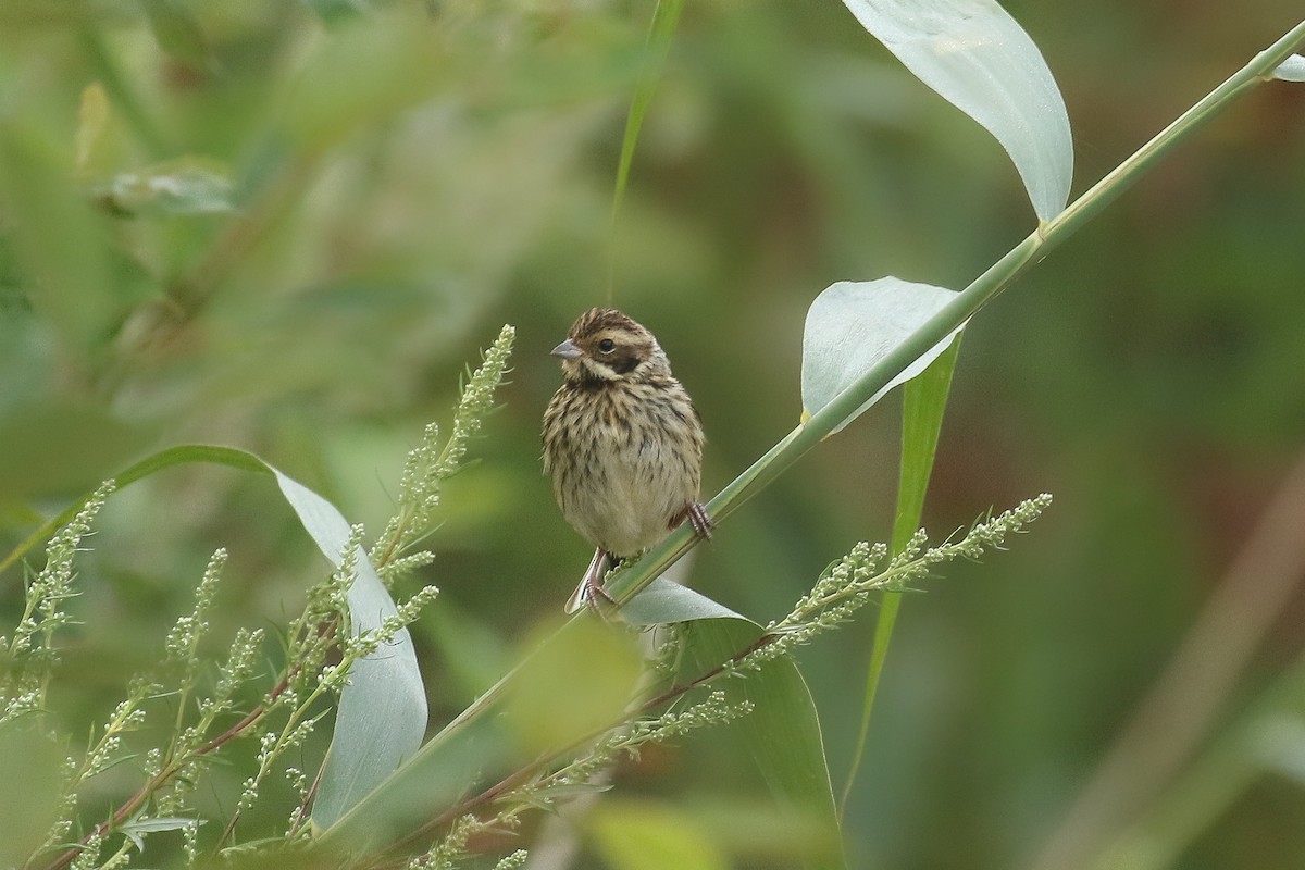 Reed Bunting - ML645705281