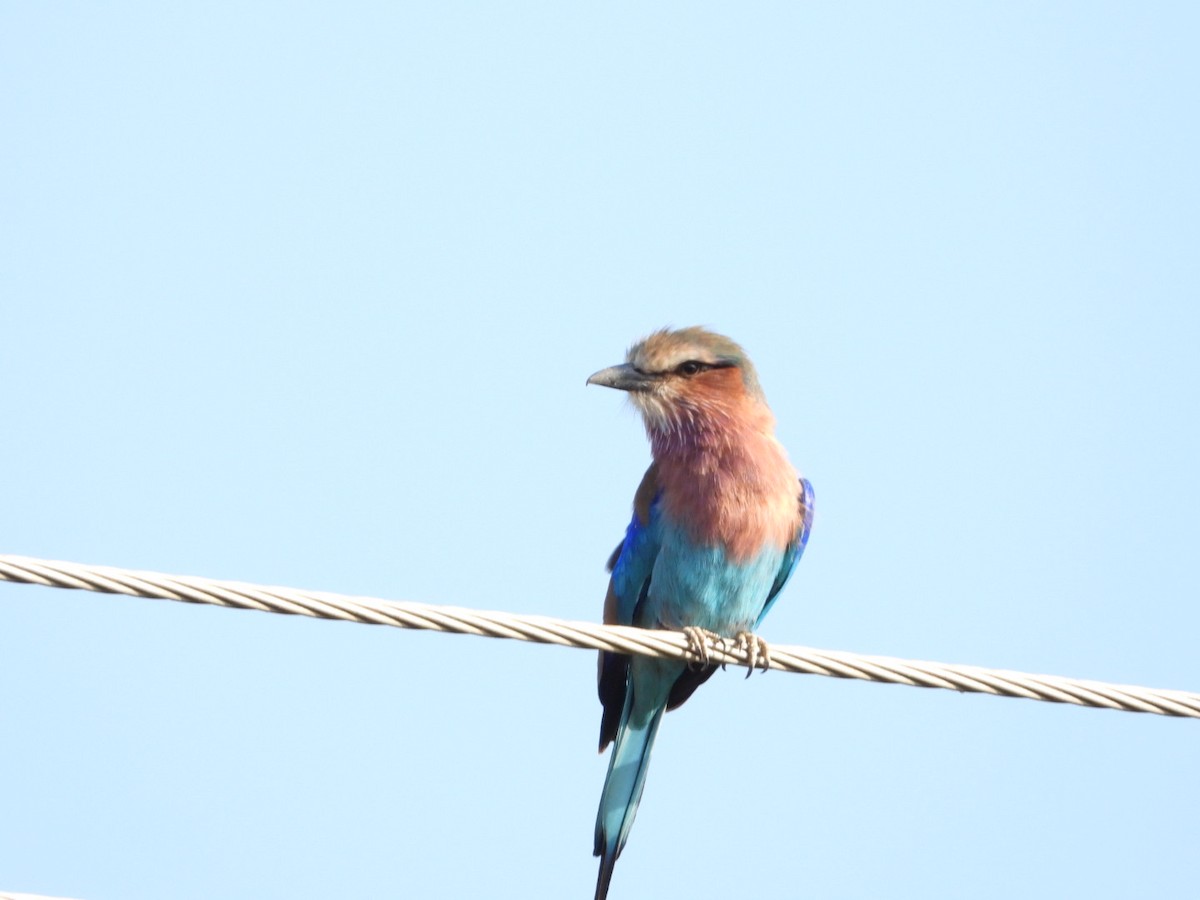 Lilac-breasted Roller - ML645705282