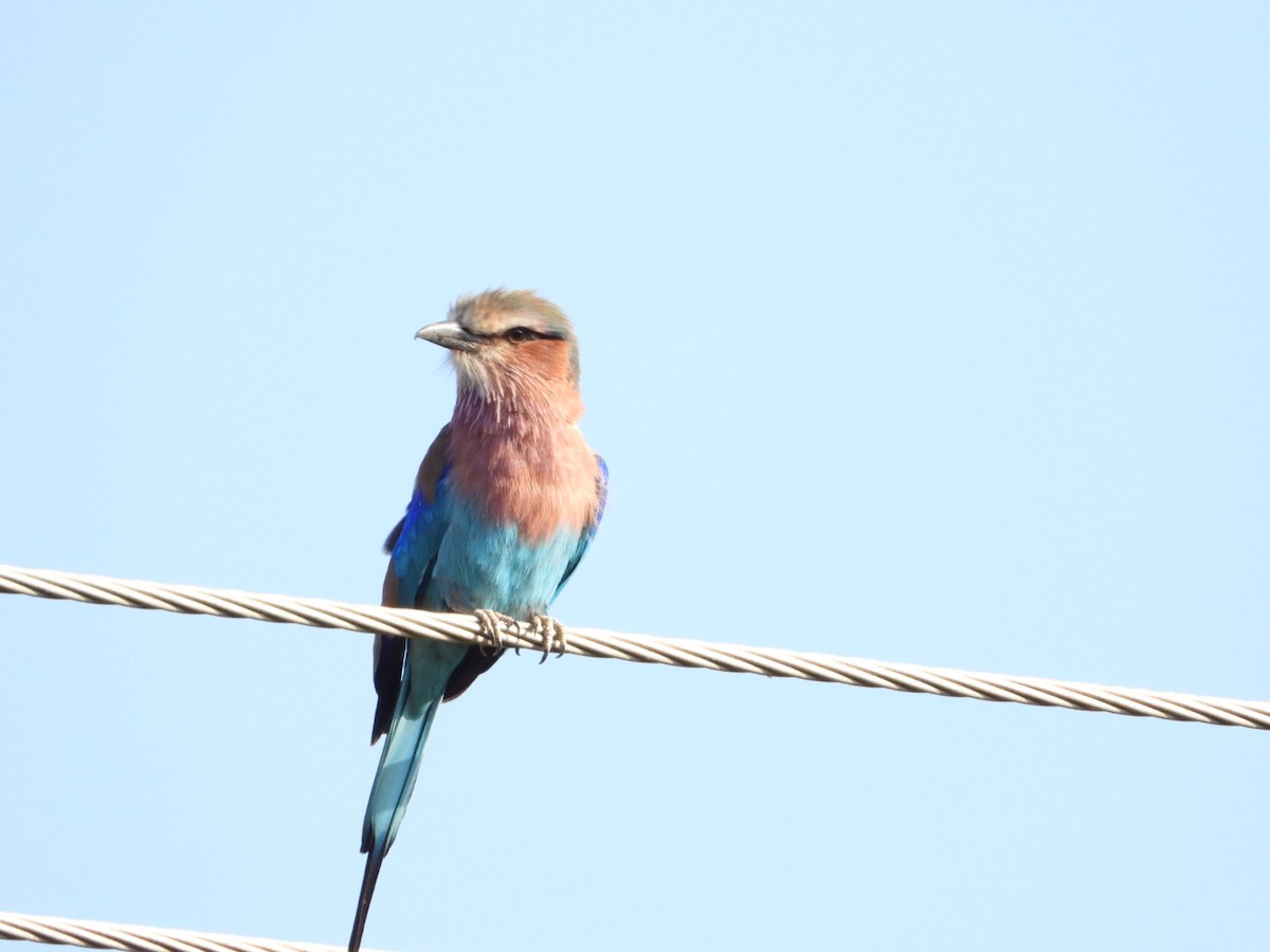 Lilac-breasted Roller - ML645705283