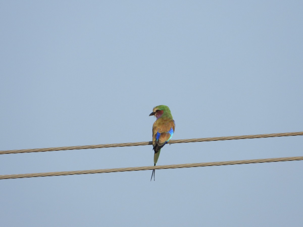 Lilac-breasted Roller - ML645705284
