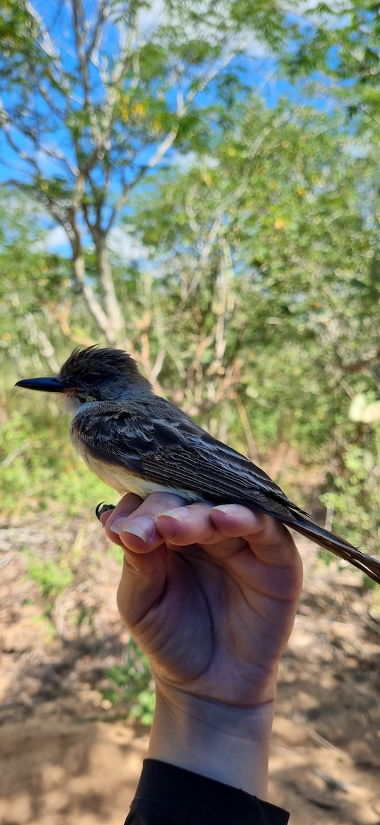Brown-crested Flycatcher - ML645705285