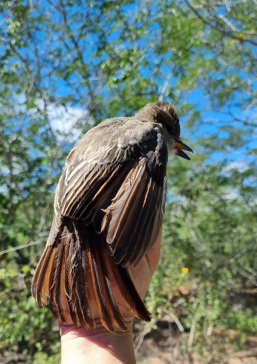 Brown-crested Flycatcher - ML645705286