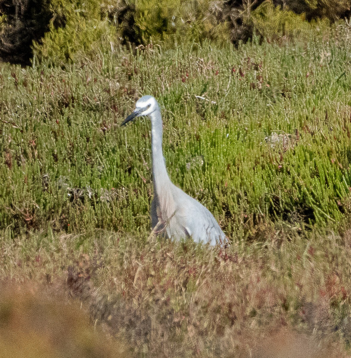 White-faced Heron - ML645705293