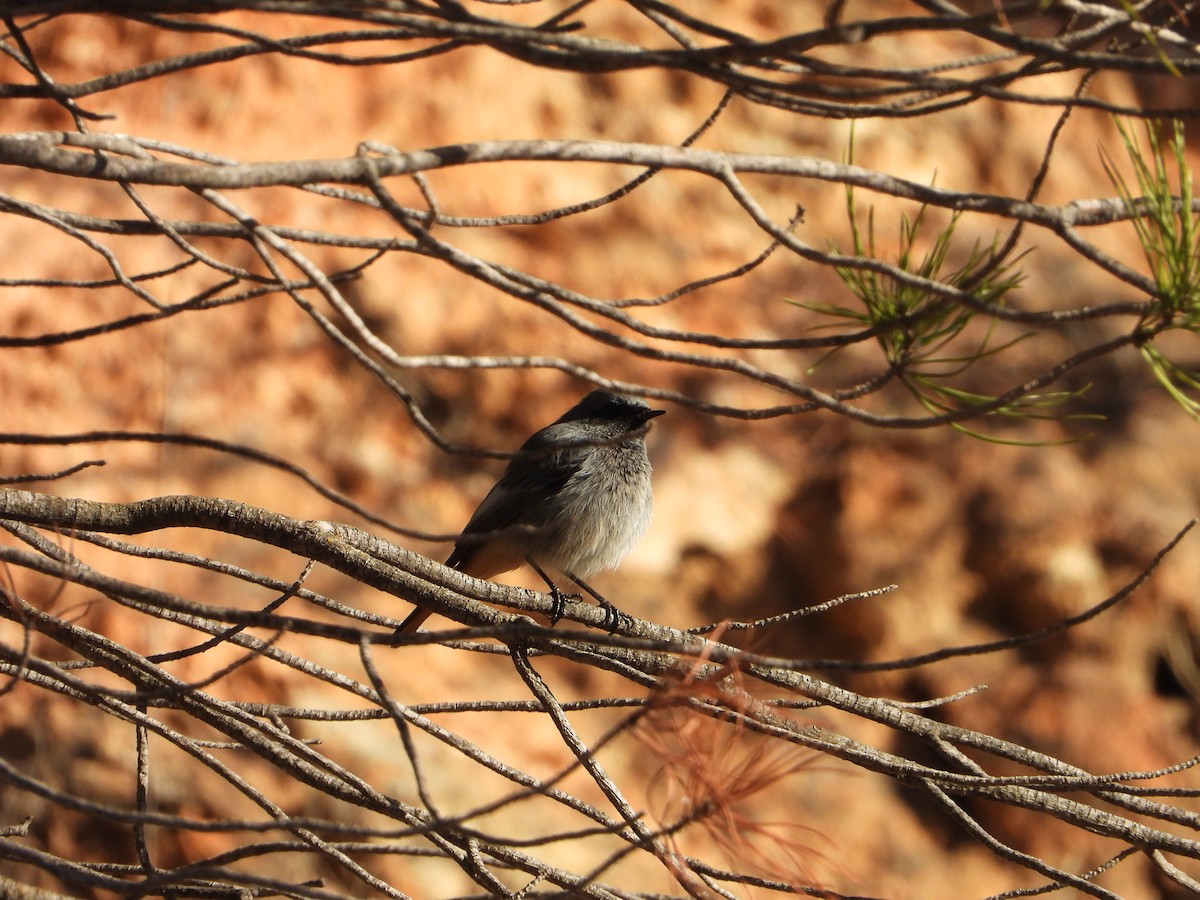 Black Redstart - ML645705294