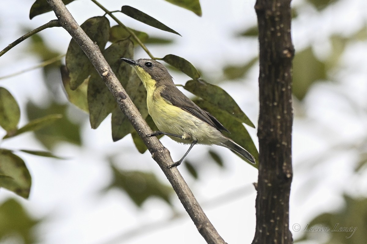 Golden-bellied Gerygone - ML645705297